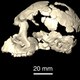 Illustration for article titled This Extinct Species is Changing What We Know About Early Ape Evolution